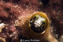Secretary blenny, D300-60mm ,+10 subsee by Larry Polster 